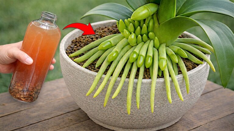 7 Secrets to Make Your Orchid Bloom Beautifully Again!