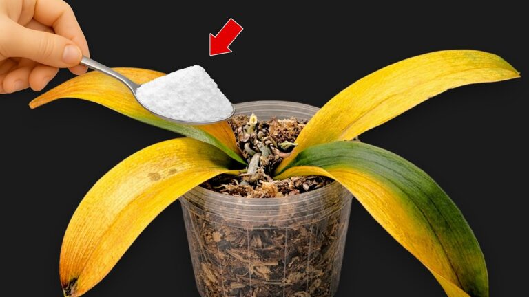 One Spoonful: 7 Secrets to Make Your Orchid Bloom All Year! 🌸