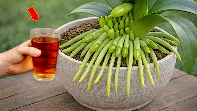 Unlock 5 Secrets to Make Your Orchids Bloom Year-Round with One Simple Tip!