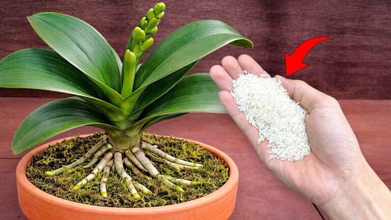 6 Secrets to Using Ginger Root for Stronger Cold-Tolerant Orchids