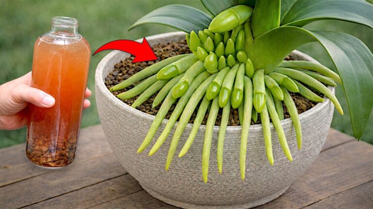 Unlock 100 Orchid Blooms with This Simple Bottle Trick!
