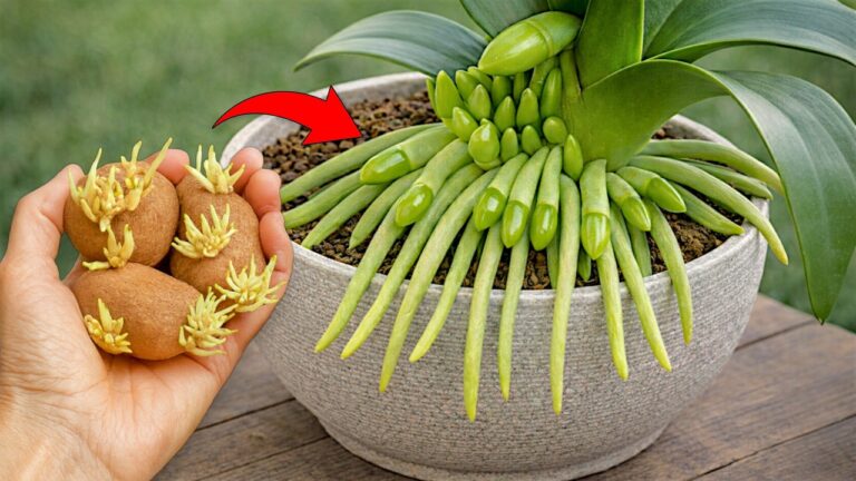 7 Secrets to Growing Lush Flowering Orchids – Transform Your Garden Today!