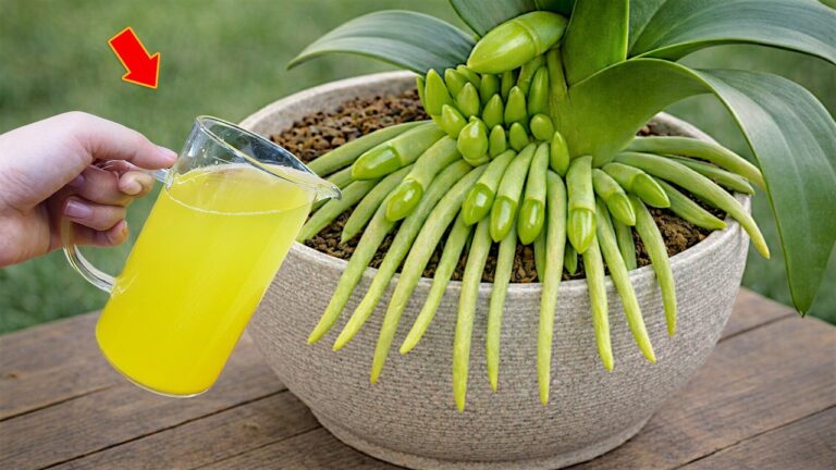 1 Fruit to Help Your Orchids Bloom All Year Round! Discover the Secret Today!