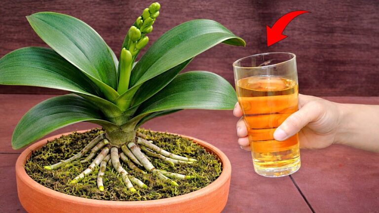 Boost Orchid Blooms: 5 Tips for Healthier Roots with This Special Water!