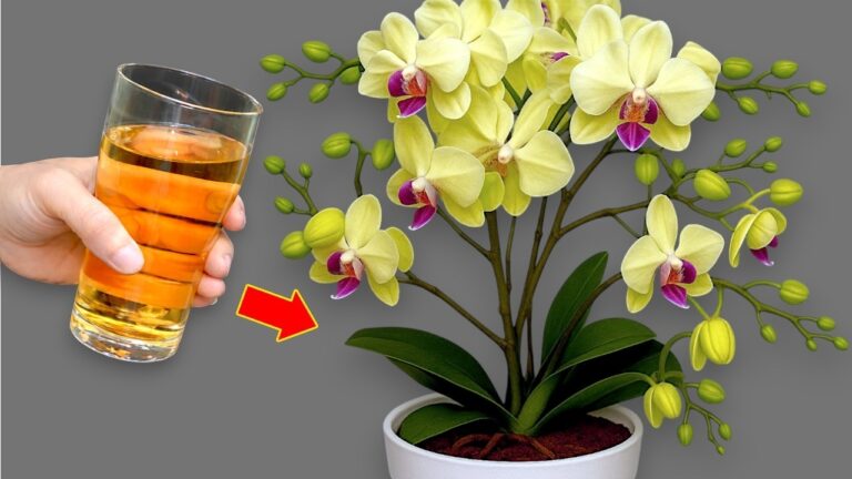 Revitalize Your Orchids: 1 Easy Spoon Trick for Strong Growth!