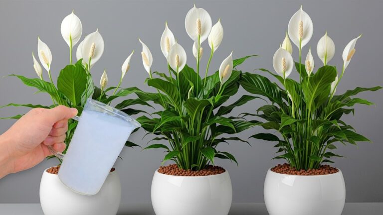 Transform Any Plant with This 1 Glass Trick for Blooming Flowers!