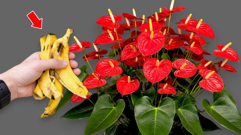 10 Tips for Thriving Anthuriums: Unlock Year-Round Blooming Potential!