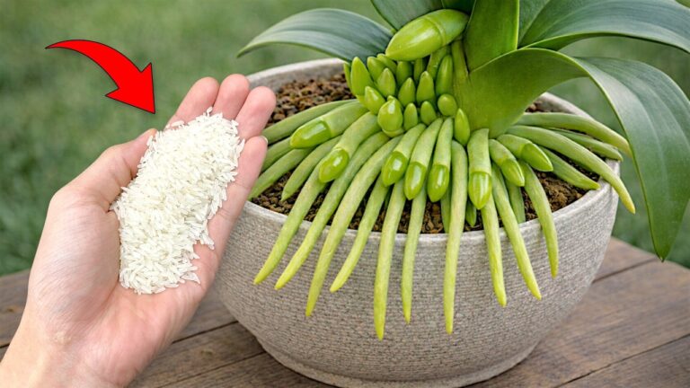 Unlock 1 Simple Trick to Make Any Plant Bloom Instantly and Thrive!