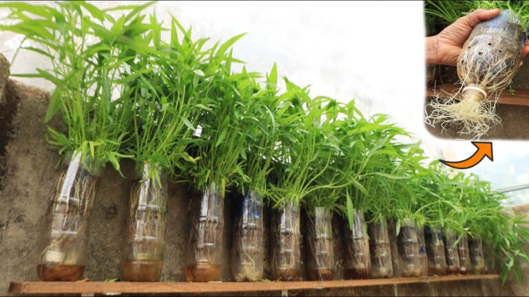 Grow 10 Types of Vegetables in Plastic Bottles—No Store Needed!