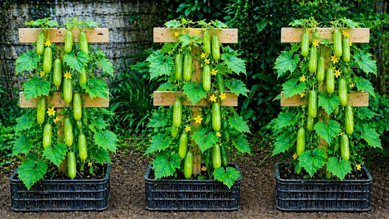 10 Clever Tips to Build a DIY Vertical Cucumber Trellis in Small Spaces
