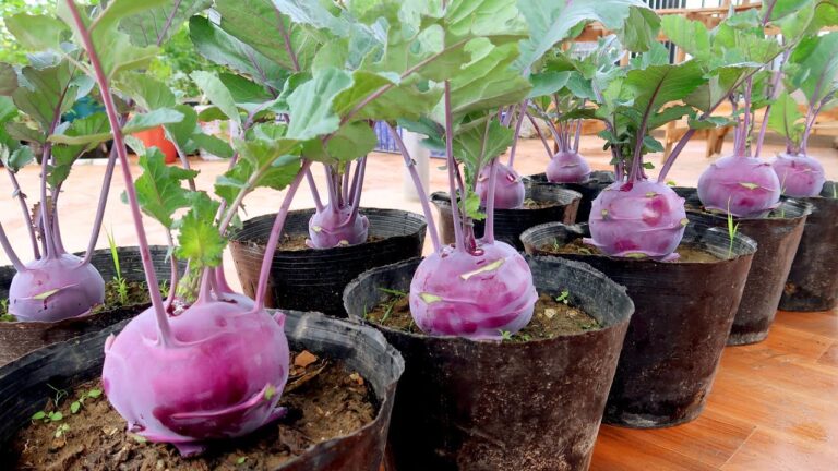 Grow 5 Easy Steps to Super Delicious Purple Kohlrabi at Home Without a Garden!