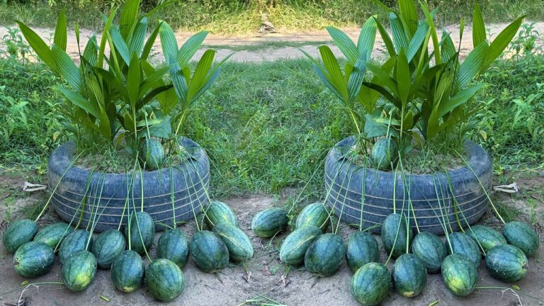 Grow 5x More Watermelons with Coconut Grafting Tips You Need to Try!