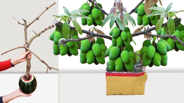 5 Simple Steps to Graft a Mango Tree Using Watermelon for Rapid Growth