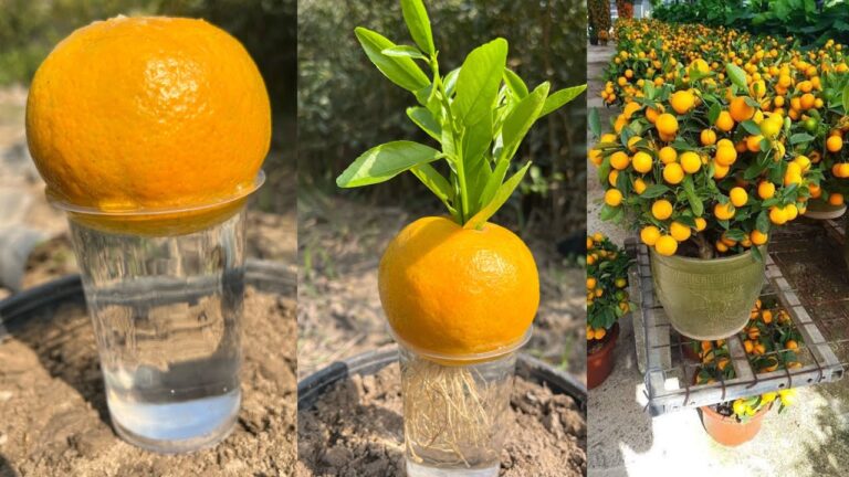 5 Surprising Ways Orange Trees Thrive from Fruit and Banana Hormones! 🍊🌱