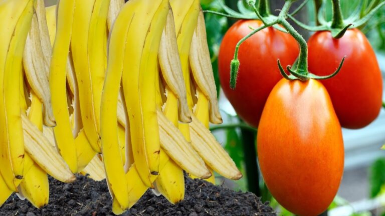 Boost Your Garden: 5 Benefits of Banana Peel Fertilizer for Flowers and Fruits