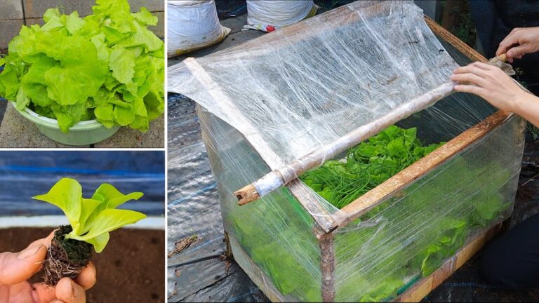 7 Steps to Create a Mini Greenhouse for Growing Vegetables with Food Wrap
