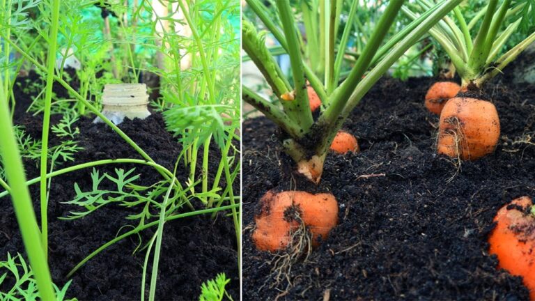 5 Secrets to Grow Carrots at Home for a Bountiful Harvest