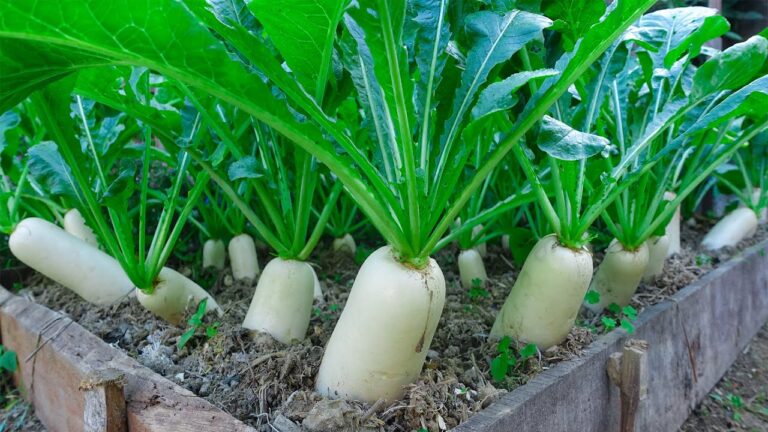 Grow Big White Radishes: 5 Tips for Faster Harvests You Need to Try!
