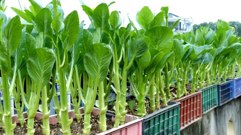 10 Reasons This Easy-to-Grow Vegetable Will Be Your Mom’s New Favorite!