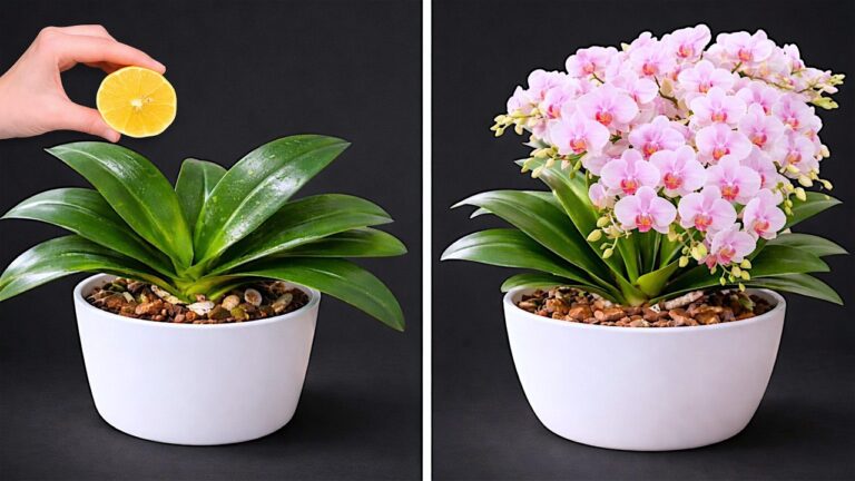 Transform Your Orchid: 5 Tips for a Stunning, Flowerless Bloom!