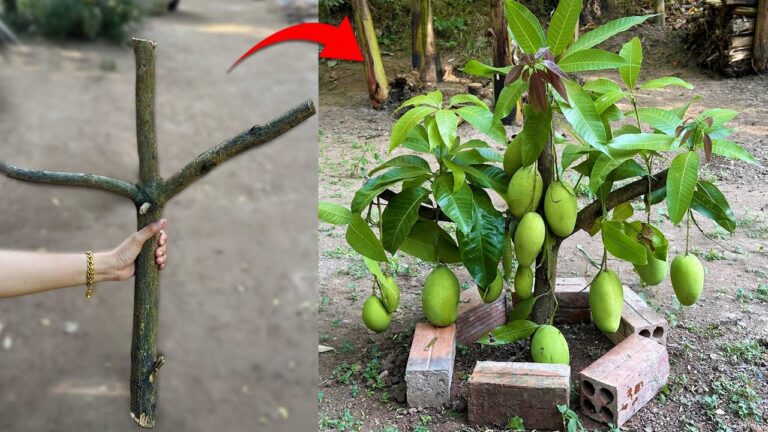 5 Simple Steps to Graft Mango Trees with Aloe Vera for Quick Fruit Production
