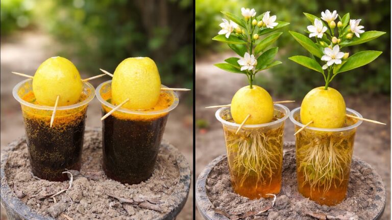 Grow 1 Lemon Plant from Fruit with Aloe Vera & Pepsi – Fast Rooting Trick!