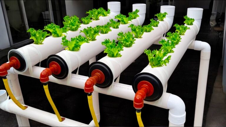 5 Essential Tips for Hydroponics at Home: Master pH and Water Quality