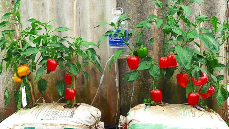 Grow 7 Delicious Bell Peppers at Home Fast with This Easy Guide!