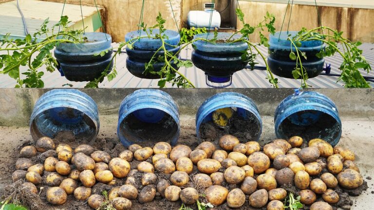 Boost Your Potato Harvest: 5 Tips for Using Plastic Bottle Gardens