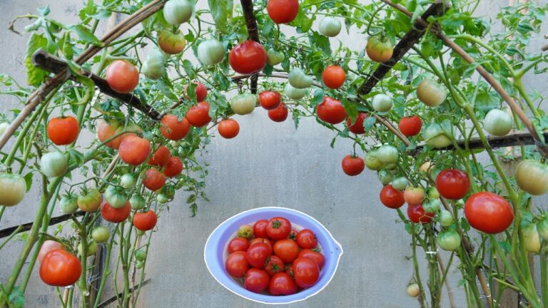 5 Simple Steps to Grow Abundant Tomatoes from Seeds Fast!