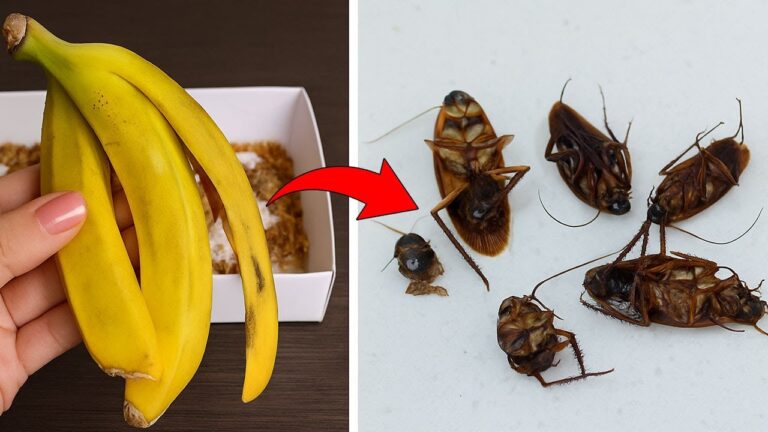 6 Clever Tricks to Eliminate Roaches Overnight Without Harsh Chemicals
