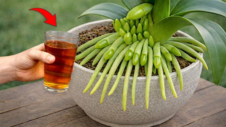 One Cup a Week: Grow 1001 Orchids Roots and Flowers Instantly!