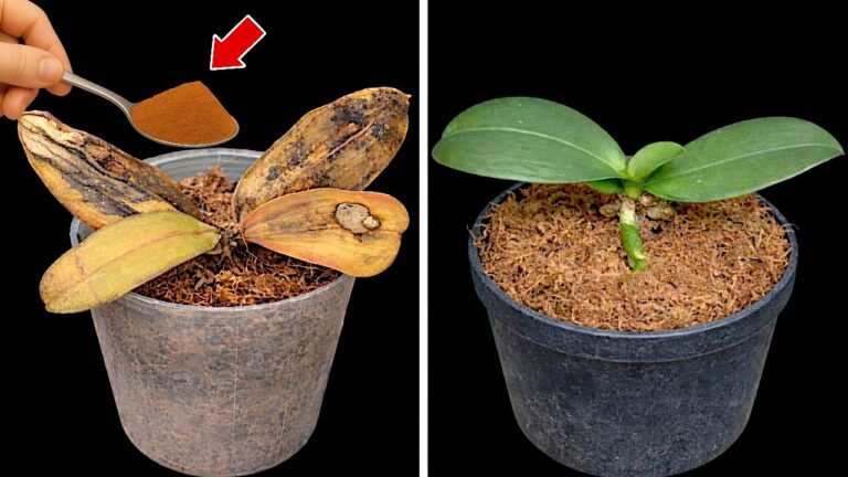 1 Spoon a Week to Boost Your Orchid: New Roots and Flowers All Year!
