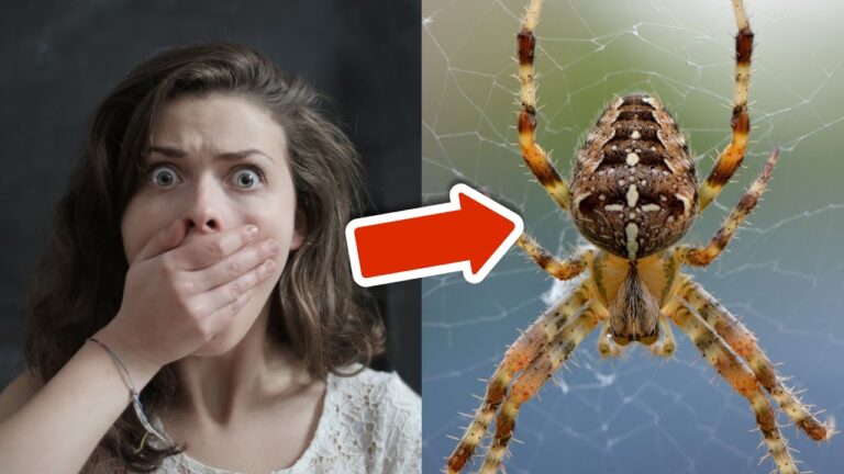 8 Genius Tricks to Banish Spiders for Good and Keep Your Home Cozy!