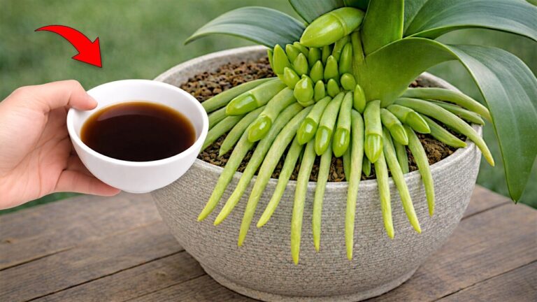 Transform Your Orchid: 7 Simple Tips to Get It Blooming Like Never Before!