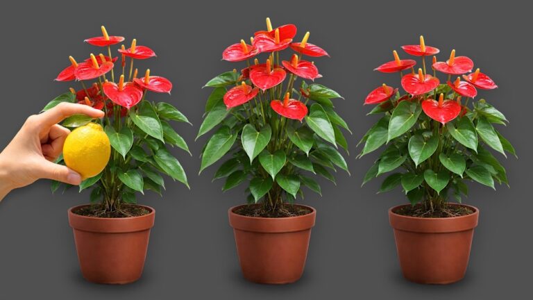 Transform Your Space: 7 Ways One Lemon Can Make Your Anthuriums Thrive!