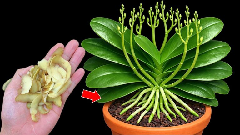 10 Essential Tips for Growing Vibrant and Thriving Orchids Fast!