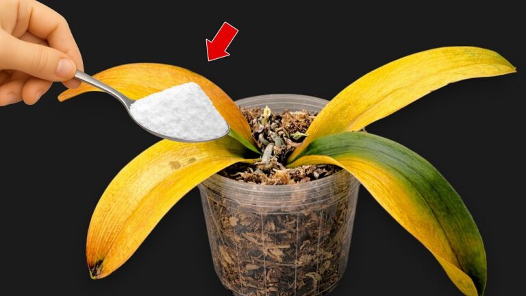 Revive Your Orchids: 1 Spoon for Year-Round Blooms! Discover This Simple Trick!