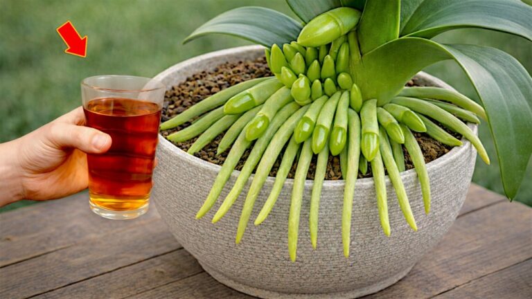 1 Spoon of Coffee for Orchids: 5 Crucial Tips You Need to Know!