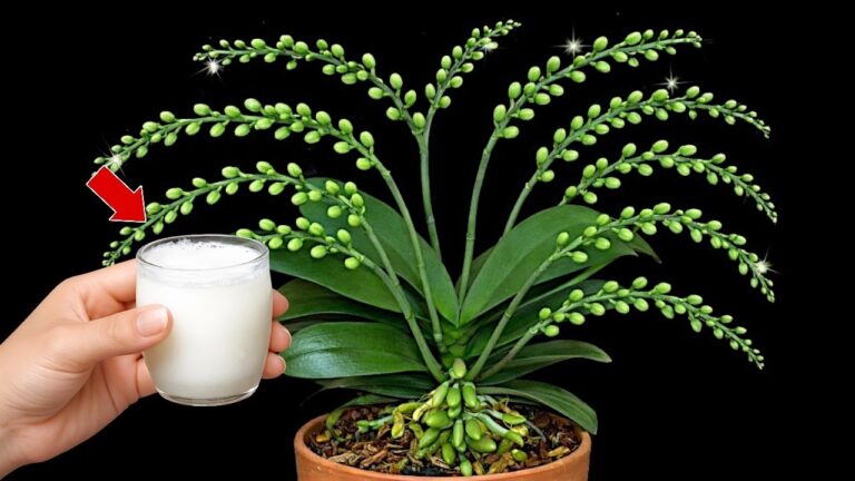 Unlock 5 Secrets for 365 Days of Gorgeous Orchid Blooms with DIY Fertilizer