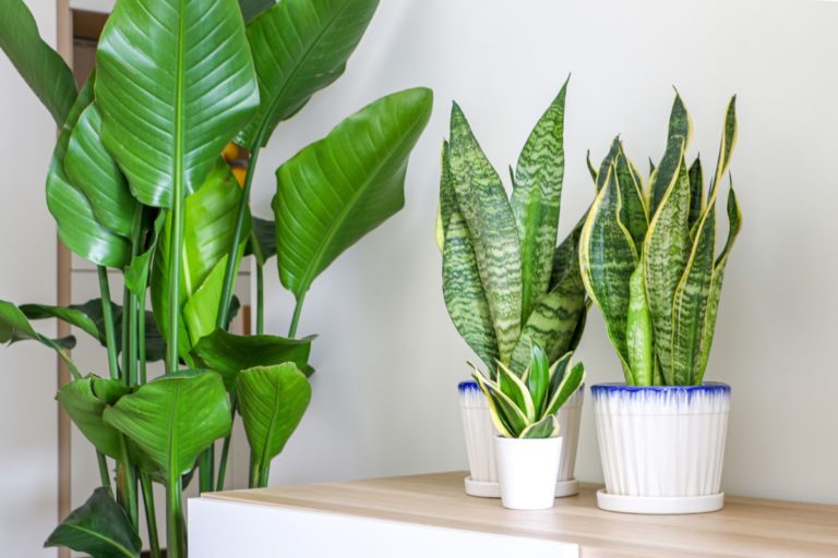 Houseplants Aren’t Air Purifiers: The Truth Revealed