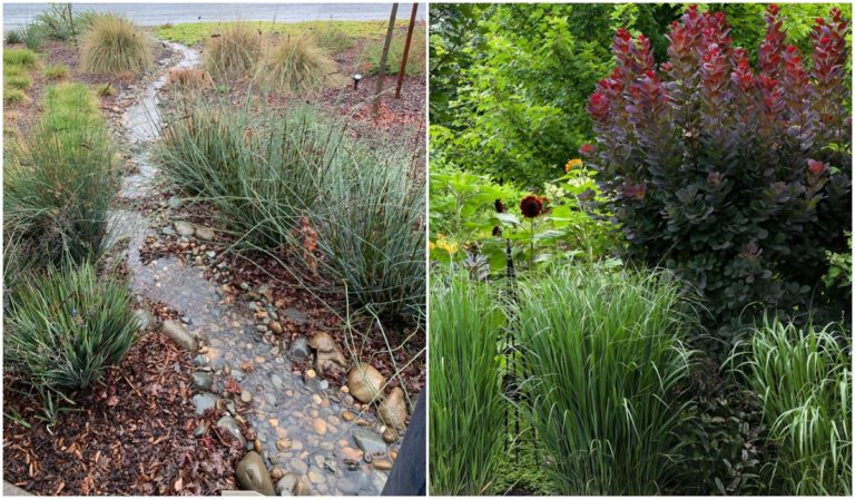 Create Your Own Rain Garden: 14 Top Plants to Include