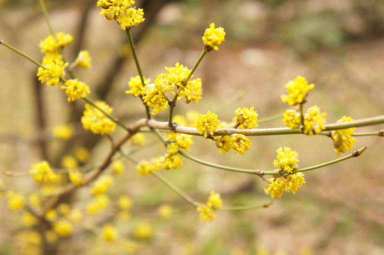 Why You Should Start Growing Northern Spicebush Today: 8 Benefits