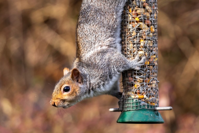 7 Genius Ways to Keep Squirrels Away from Bird Feeders