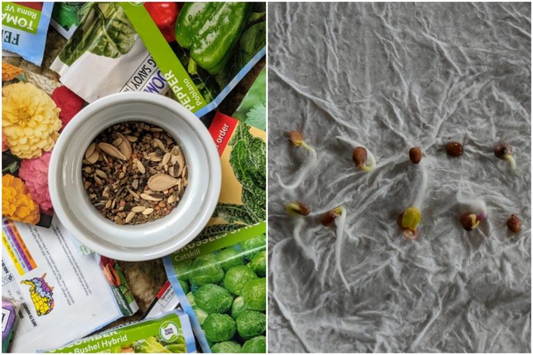 Quick Methods to Test Seed Viability and Shelf Life